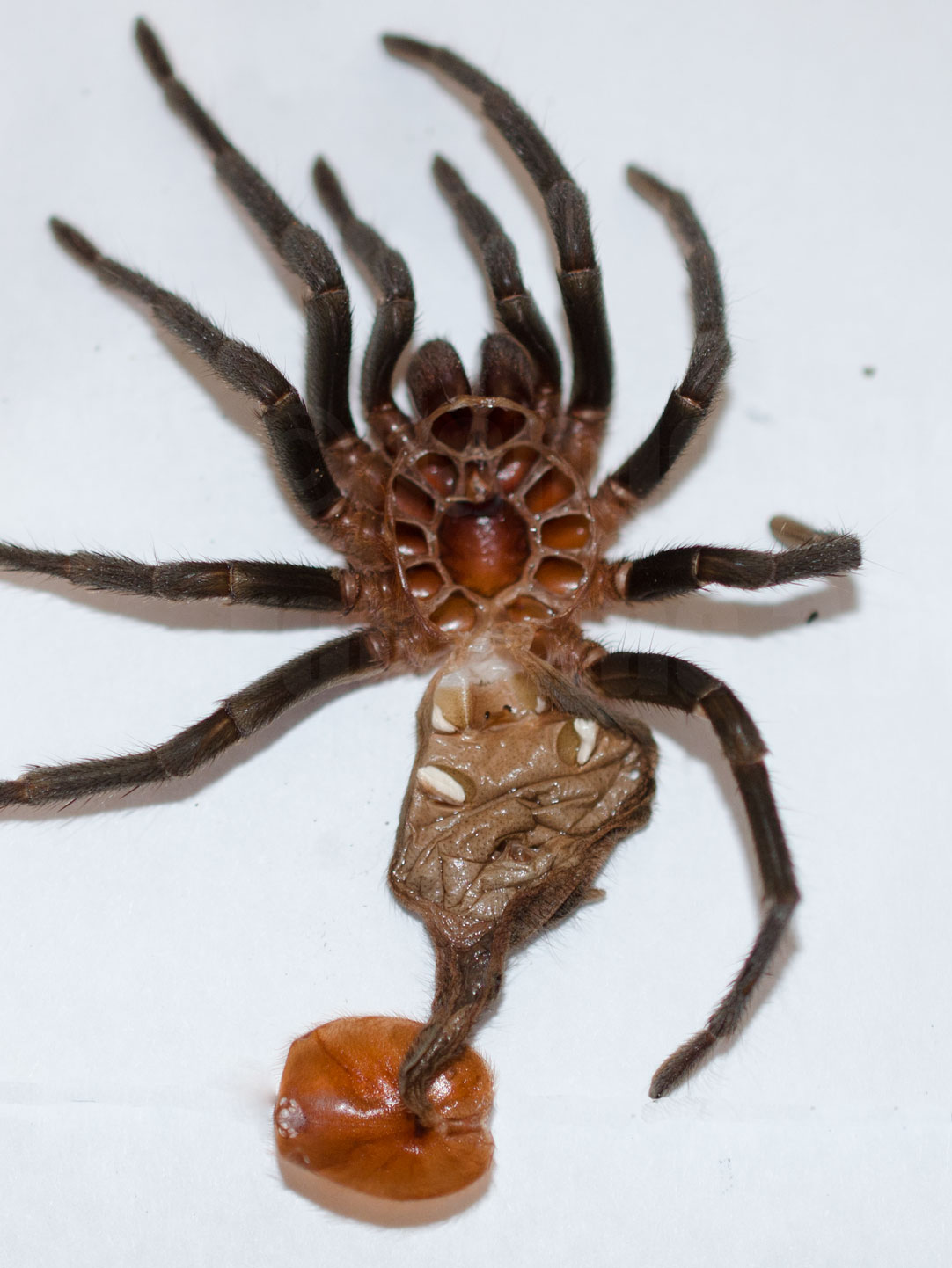 Determining the gender of a tarantula Jamie's on the 